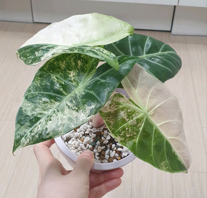 알로카시아 나이로비나이트 화이트 알보 바리에가타--2