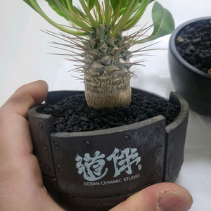 파키포디움 광당 암본