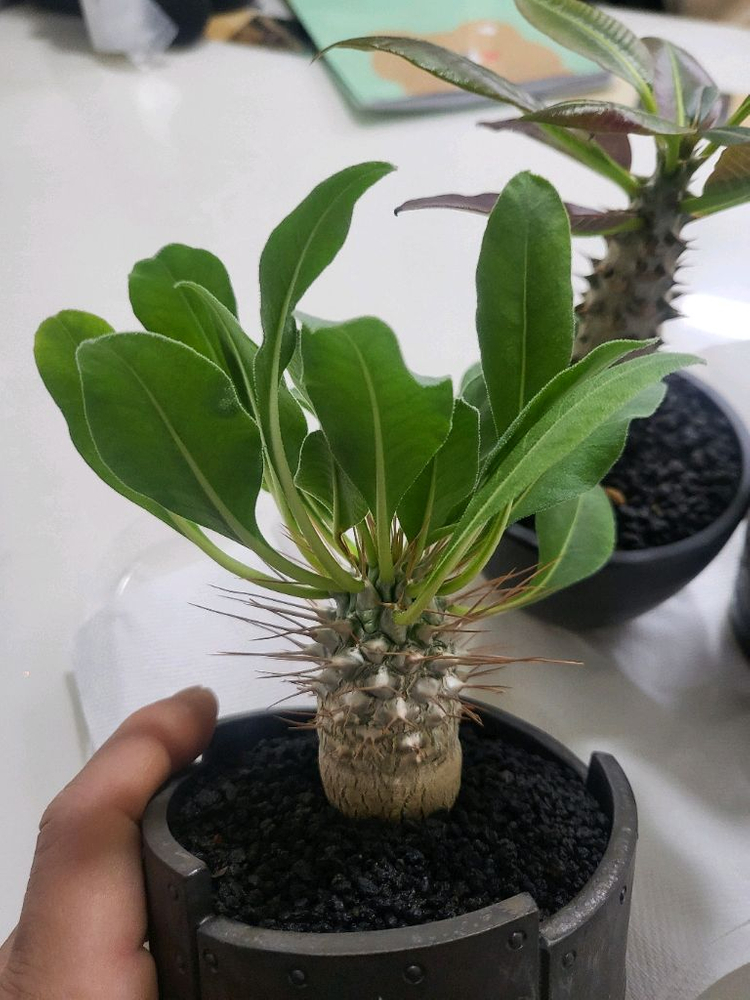 파키포디움 광당 암본--1