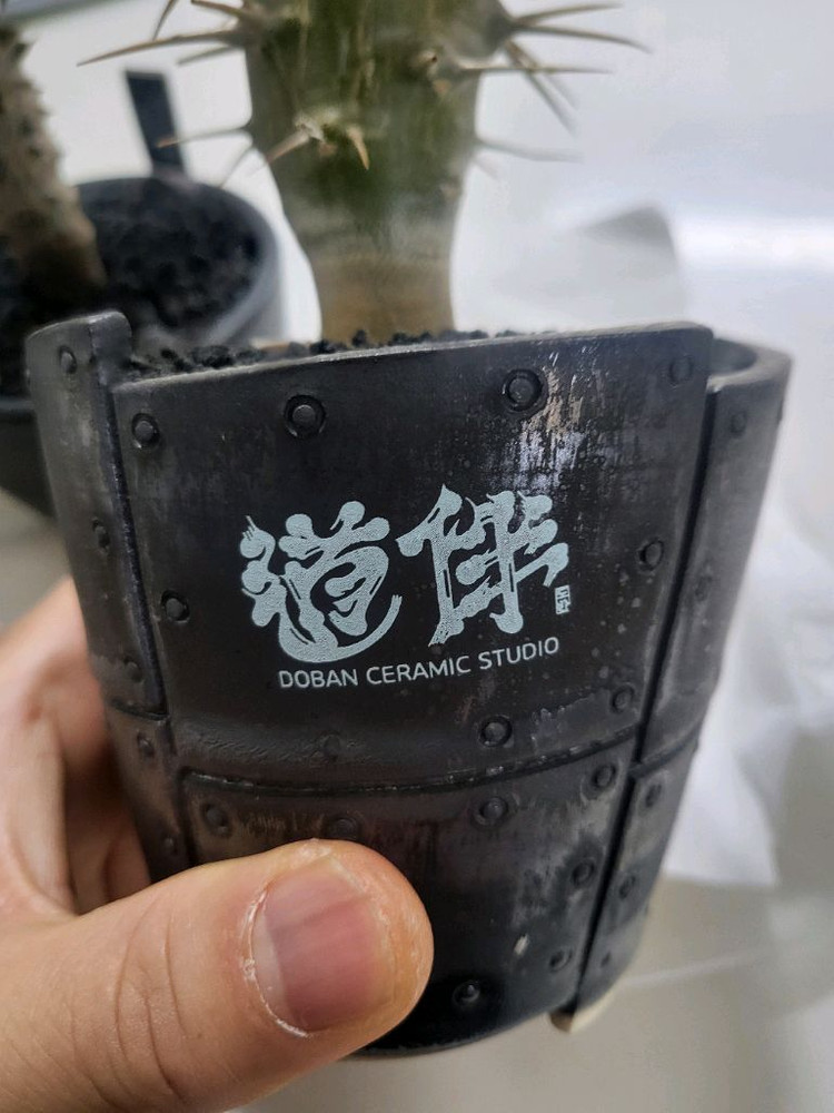 파키포디움 광당 암본--2