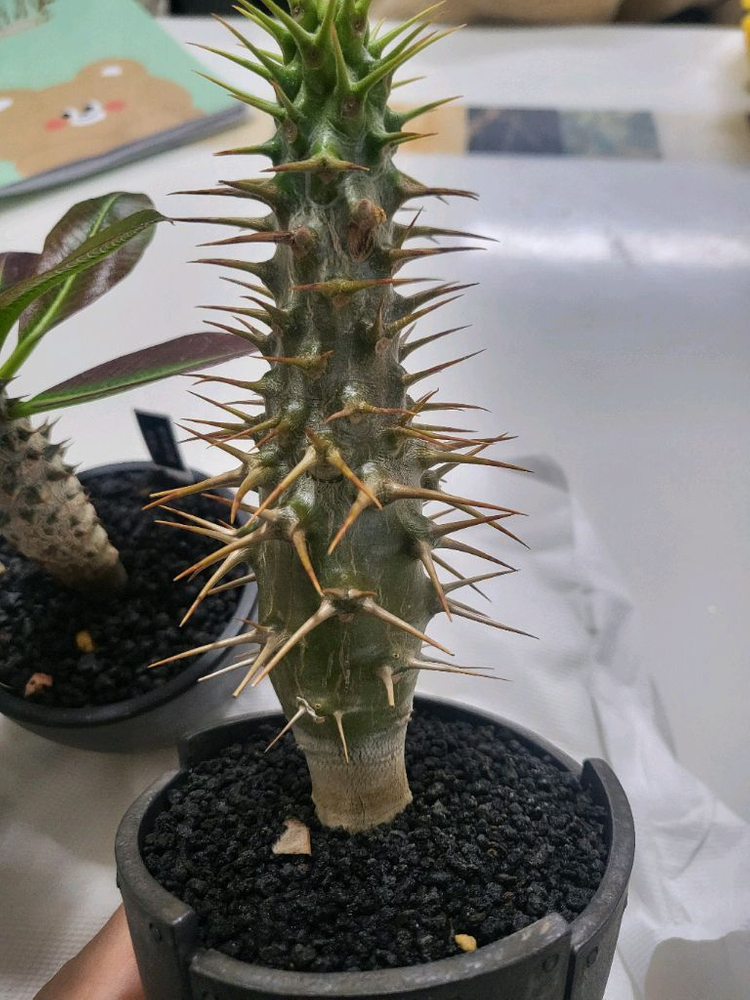 파키포디움 광당 암본--3