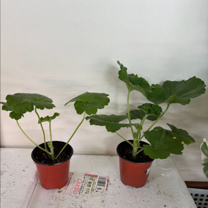 ess숲속의미녀 샤샤의봄날 러한 제라늄