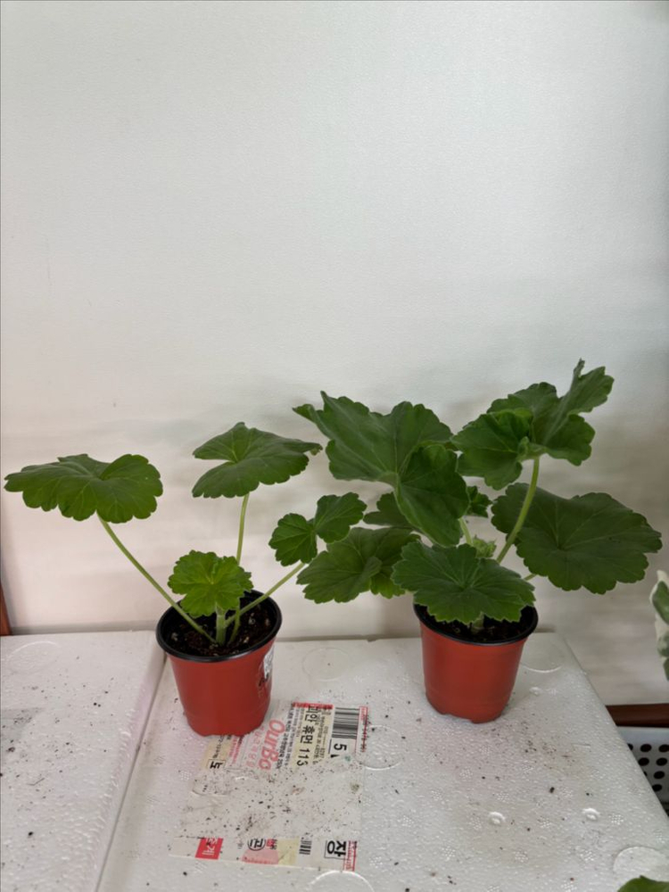 ess숲속의미녀 샤샤의봄날 러한 제라늄--1