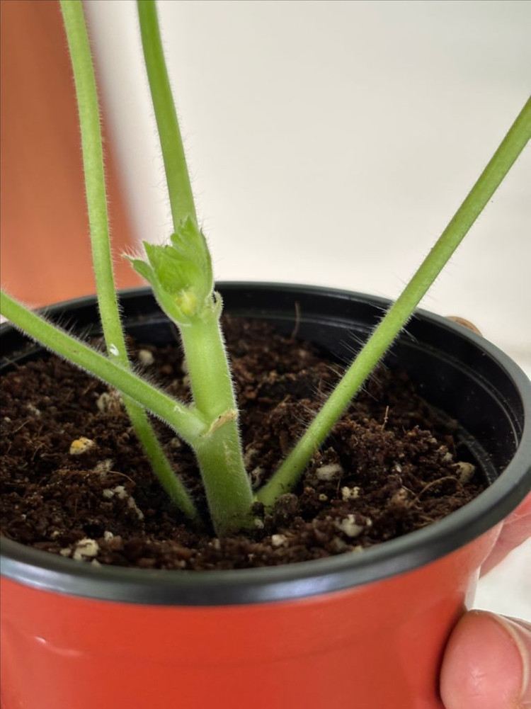 ess숲속의미녀 샤샤의봄날 러한 제라늄--2