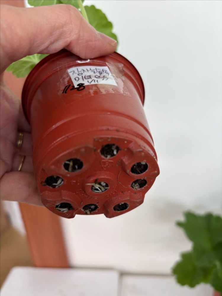 ess숲속의미녀 샤샤의봄날 러한 제라늄--3