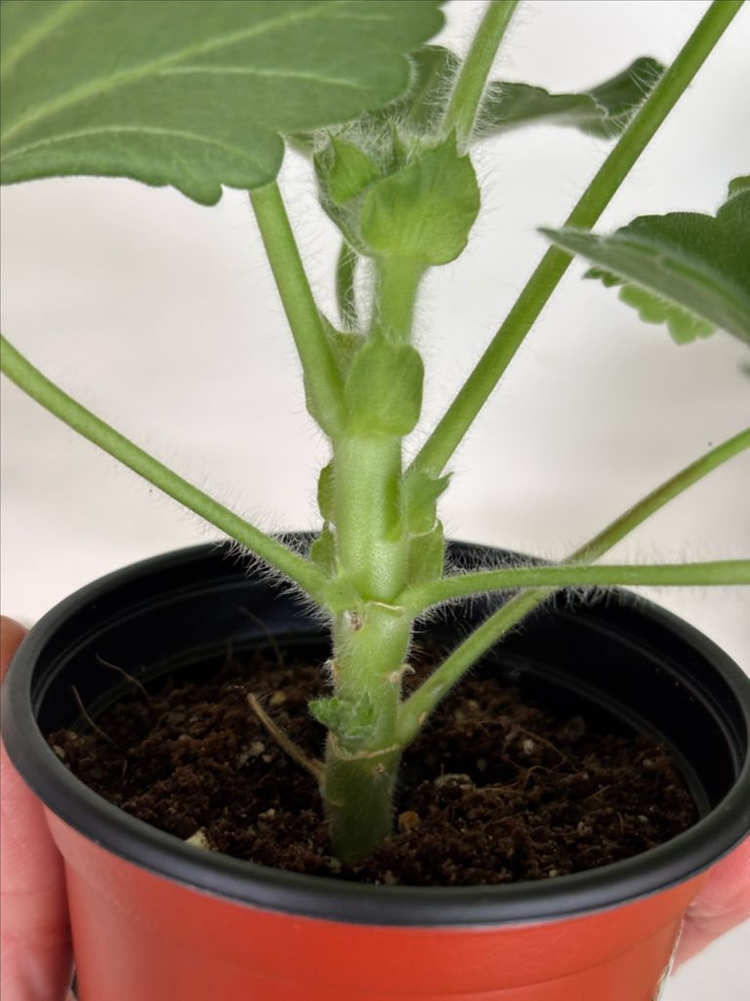 ess숲속의미녀 샤샤의봄날 러한 제라늄--4