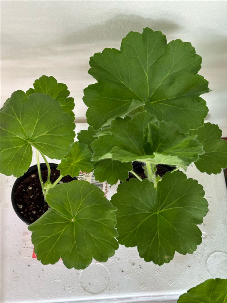 ess숲속의미녀 샤샤의봄날 러한 제라늄--5