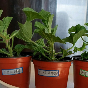 리갈제라늄 개별분양