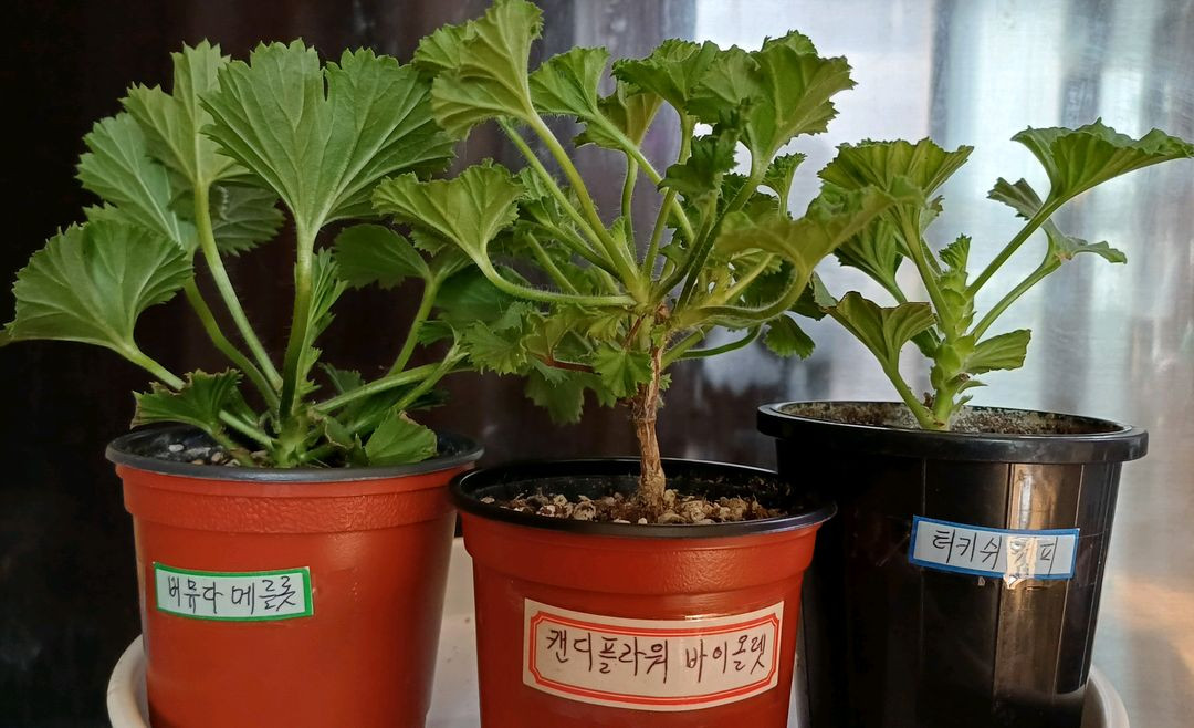 리갈제라늄 개별분양--1