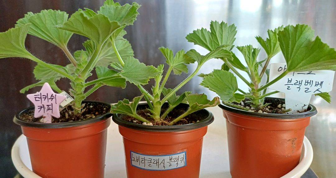 리갈제라늄 개별분양--2