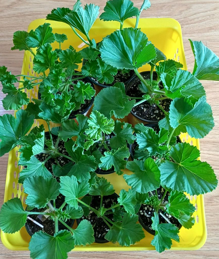 리갈제라늄 개별분양--3