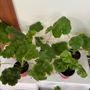 유지스마로쉬카 + 러시아제라늄 4종