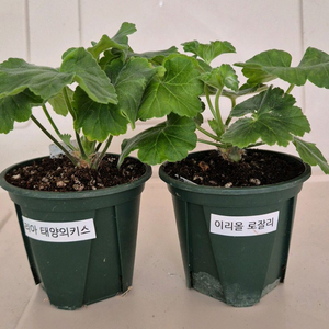 제라늄 2종 세트