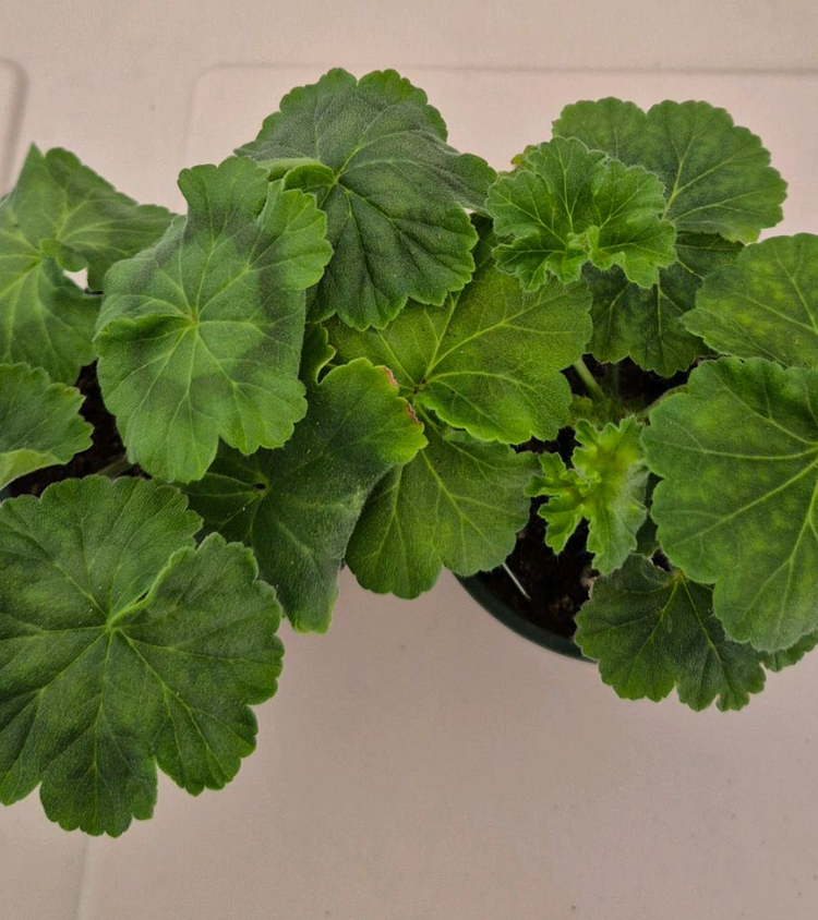 제라늄 2종 세트--1