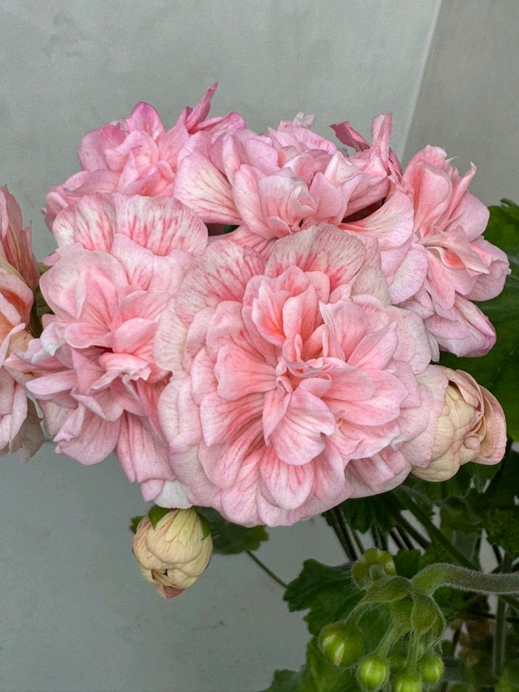 제라늄 2종 세트--2