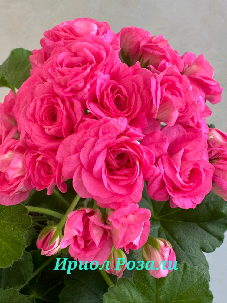 제라늄 2종 세트--3