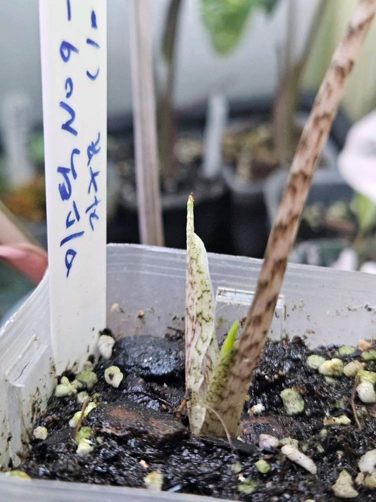 알로카시아 미스틱 No9 ~3왕자구묘 바리에가타--6