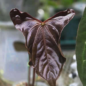 안스리움 레닥피 x럭셔리 분양 합니다.