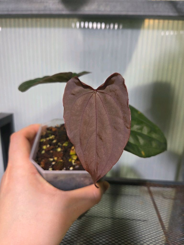 안스리움 레닥피 x럭셔리 분양 합니다.--1