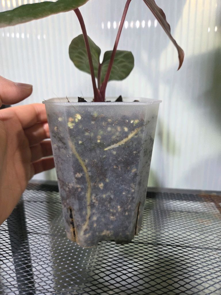 안스리움 레닥피 x럭셔리 분양 합니다.--3