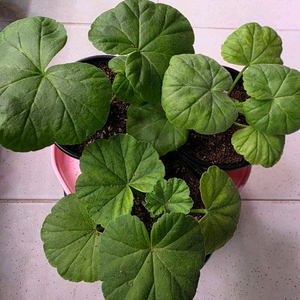 제라늄 3종셋트 분양