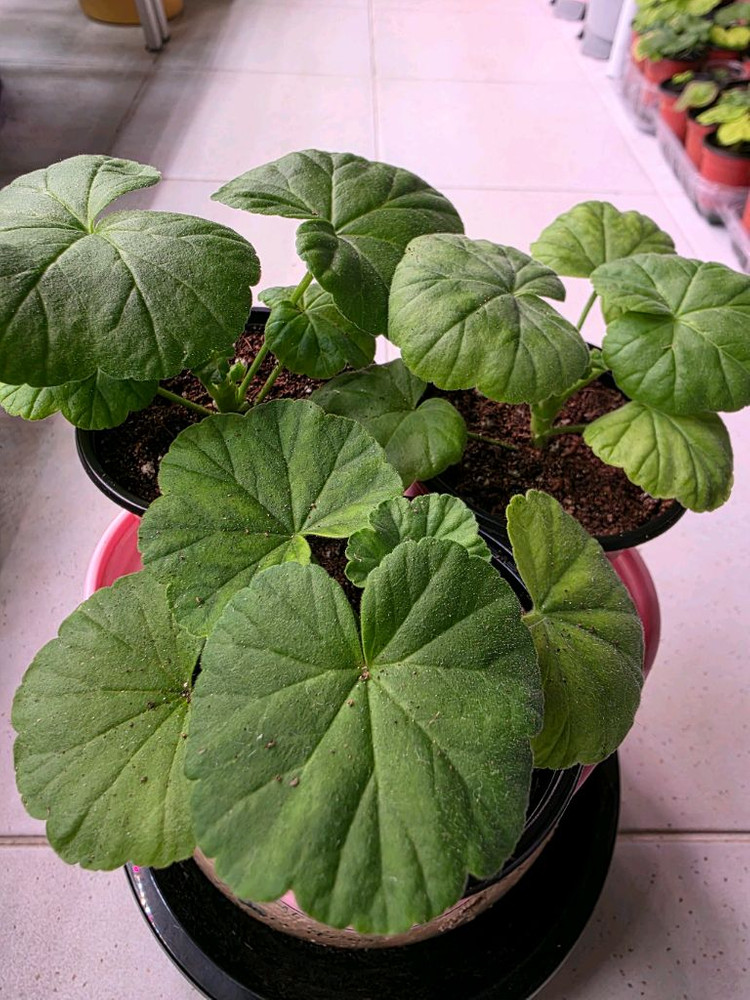 제라늄 3종셋트 분양--1