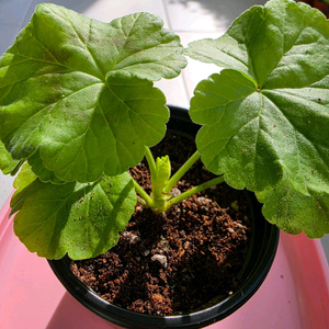 제라늄 yuz노스텔지어 분양