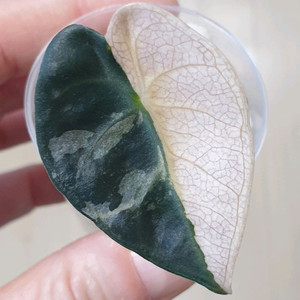 알로카시아 하트벌룬 화이트 핑크 바리에가타