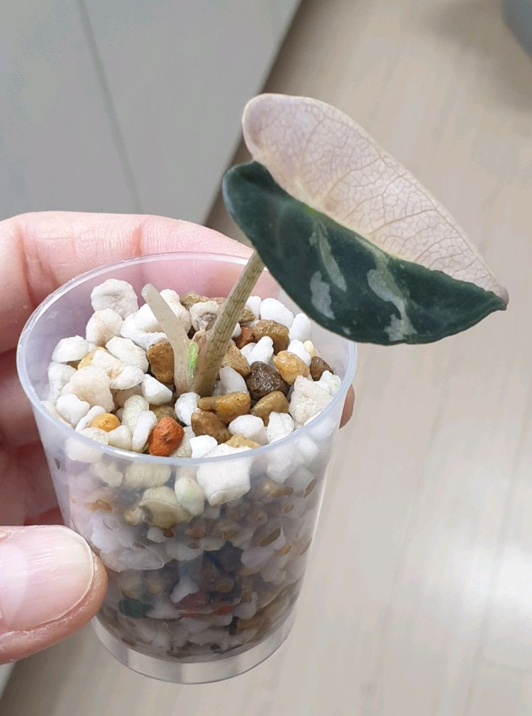 알로카시아 하트벌룬 화이트 핑크 바리에가타--1