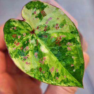 칼라디움 억만장자