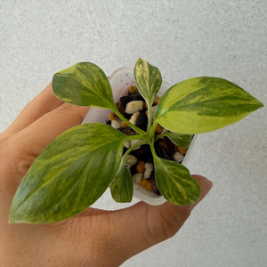 호말로베나 루베센스 옐로우 초무천