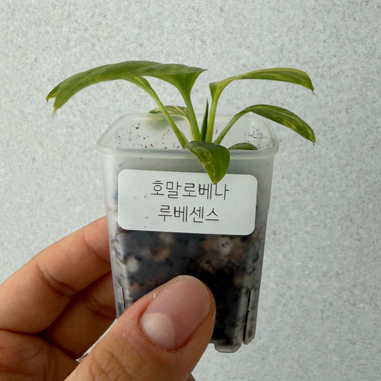 호말로베나 루베센스 옐로우 초무천--1