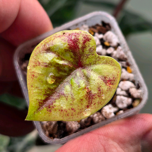 칼라디움 썬스푼