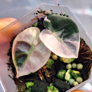 알로카시아 하트벌룬 핑크