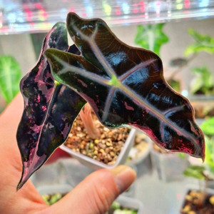 알로카시아 노빌리스 핑크 바리에가타