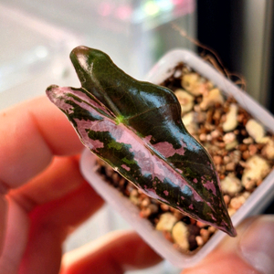 알로카시아 노빌리스 핑크 바리에가타