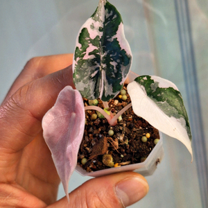 알로카시아 찬트리에 핑크