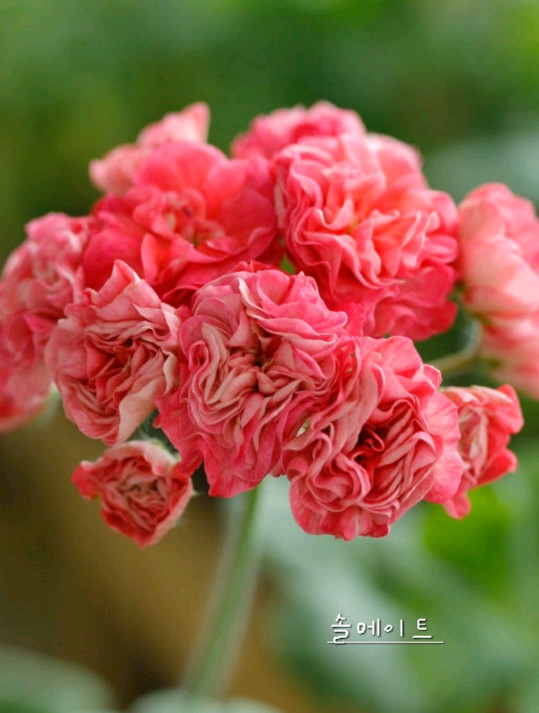 제라늄 북안드로메다,솔베이그,러--2