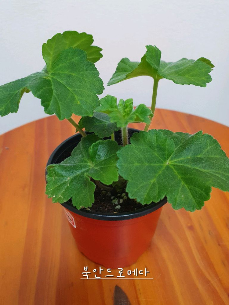 제라늄 북안드로메다,솔베이그,러--3