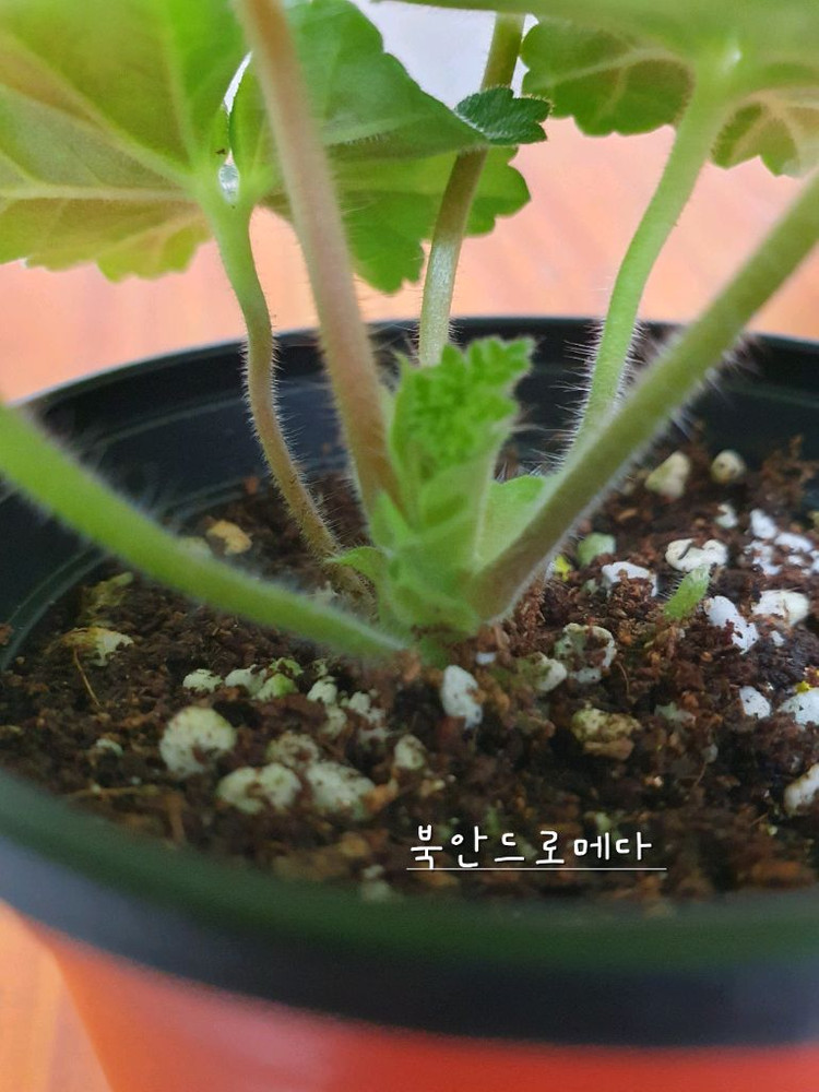 제라늄 북안드로메다,솔베이그,러--4