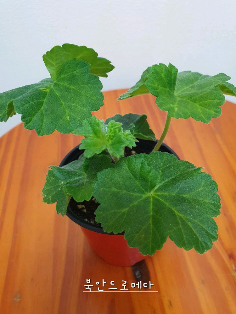 제라늄 북안드로메다,솔베이그,러--5