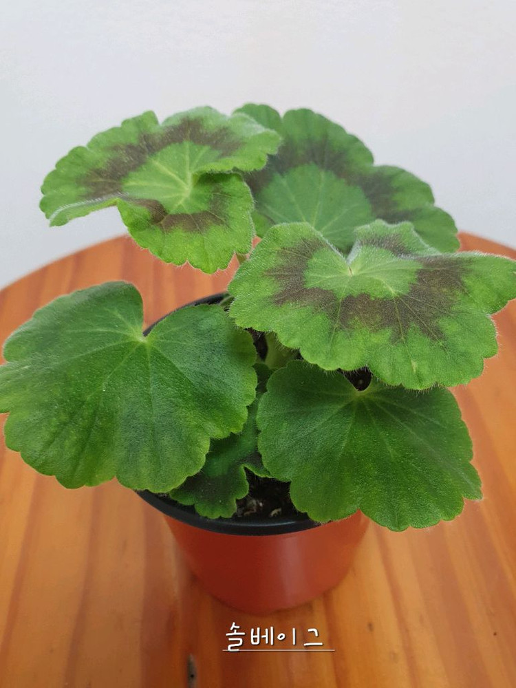 제라늄 북안드로메다,솔베이그,러--6