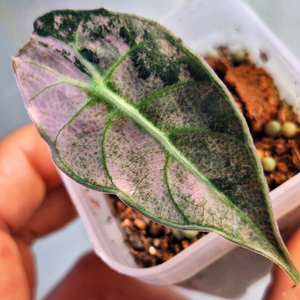 알로카시아 왓소니아 글로시 핑크 바리에가타