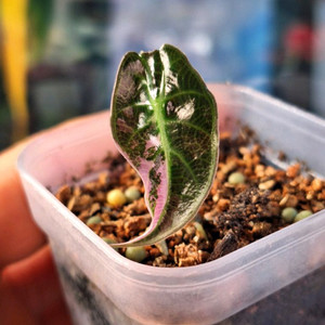 알로카시아 왓소니아 글로시 핑크