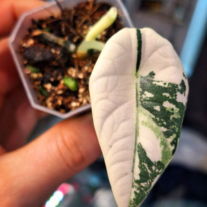 알로카시아 마하라니 화이트 알보