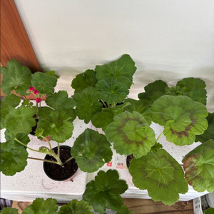 Ts물랑루즈 + 러시아제라늄 4종