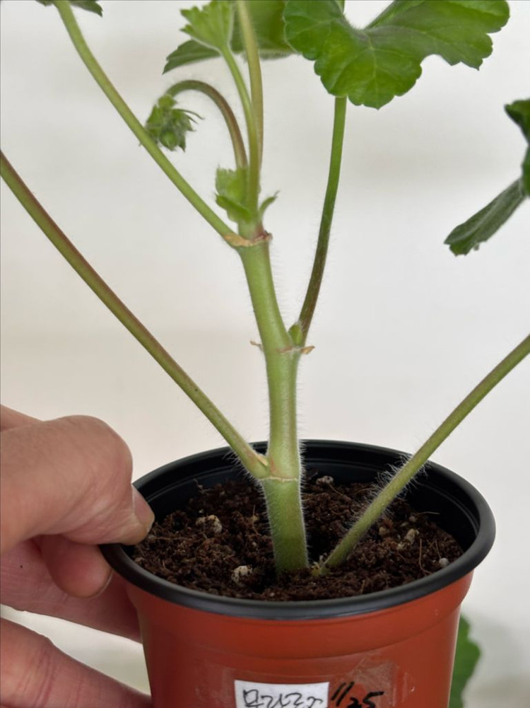 Ts물랑루즈 + 러시아제라늄 4종--1