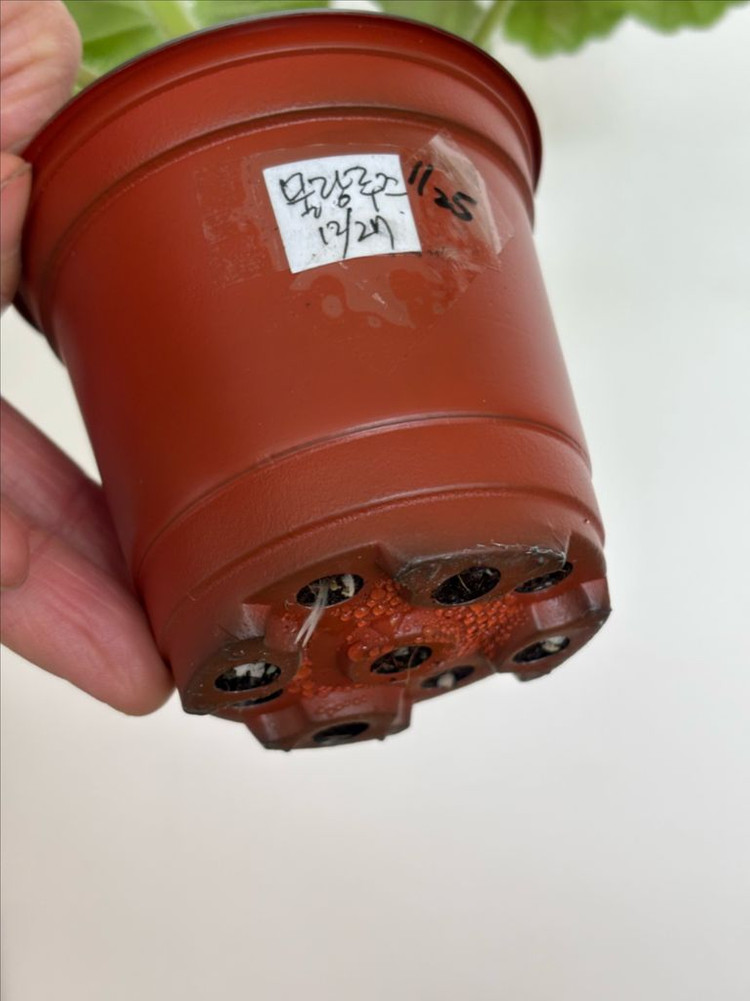 Ts물랑루즈 + 러시아제라늄 4종--2