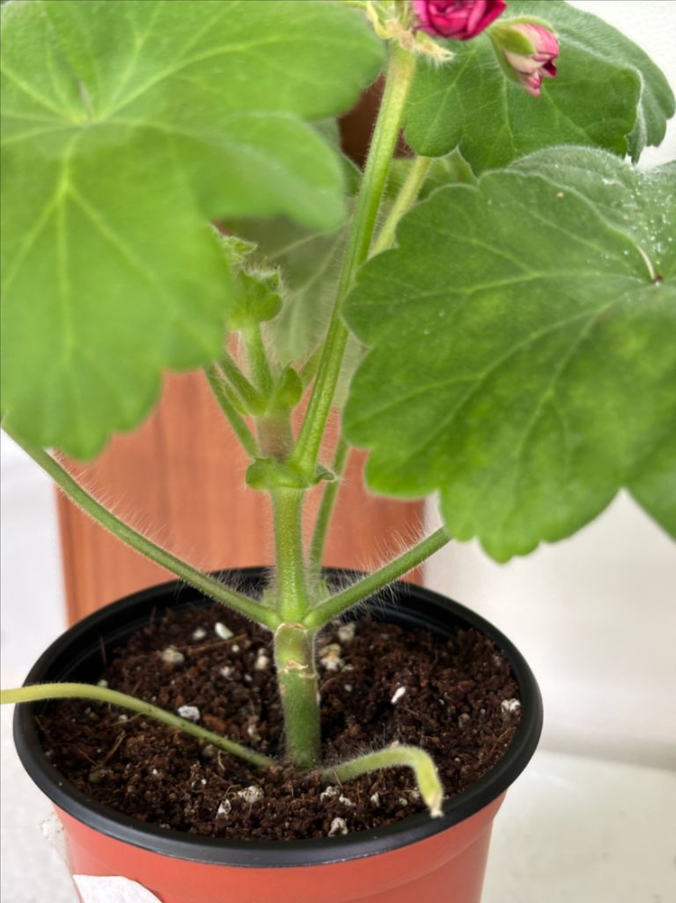 Ts물랑루즈 + 러시아제라늄 4종--3