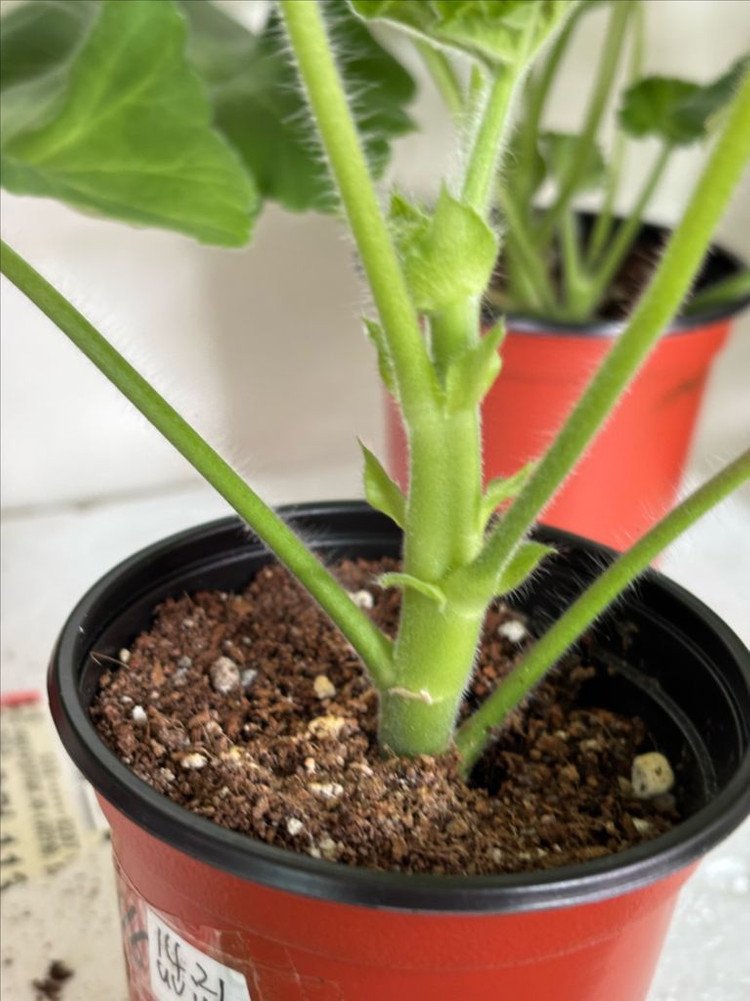 Ts물랑루즈 + 러시아제라늄 4종--5